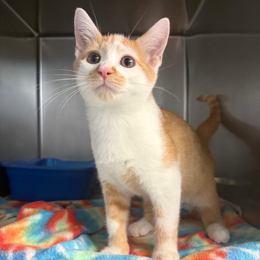 Enlarge Levi, a Adoptable Domestic Short Hair in Newport, NC image 4/5