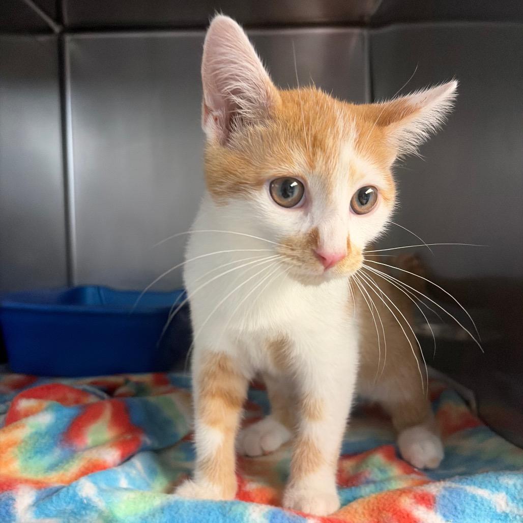 Enlarge Levi, a Adoptable Domestic Short Hair in Newport, NC image 5/5