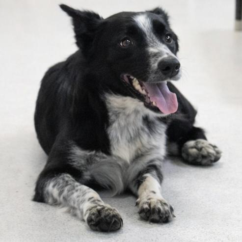 Cookie, Adoptable, Young Male Australian Cattle Dog / Blue Heeler.