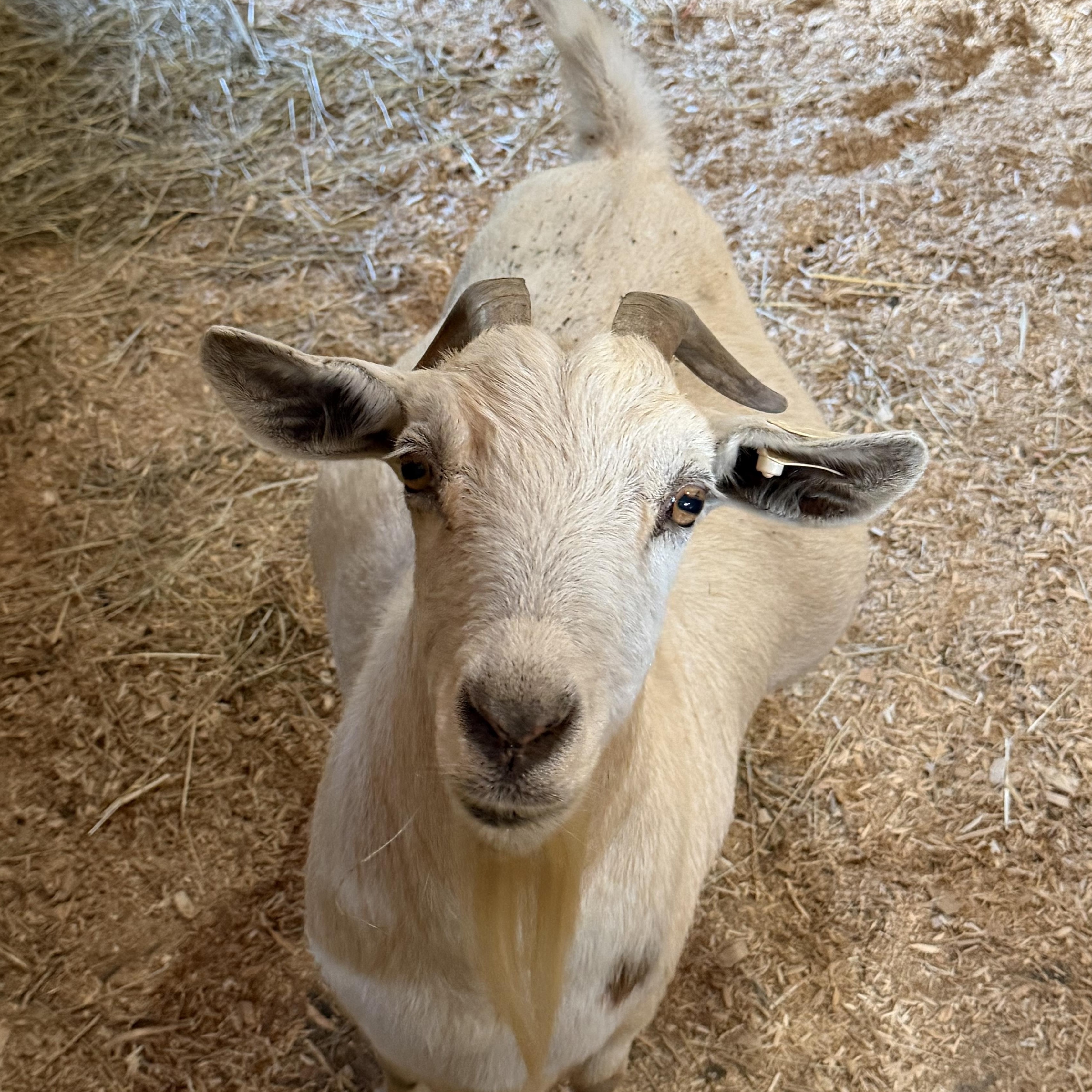 Enlarge Hadley, a Adopted Nigerian Dwarf in Ravenna, OH image 3/3