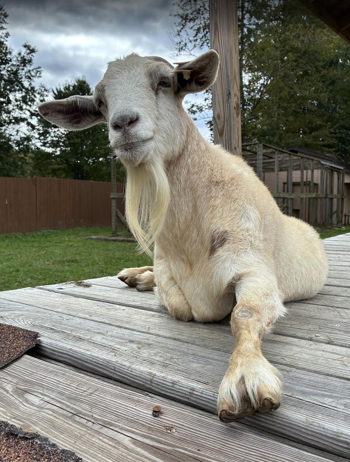 Hadley, Adopted, Senior Female Nigerian Dwarf.
