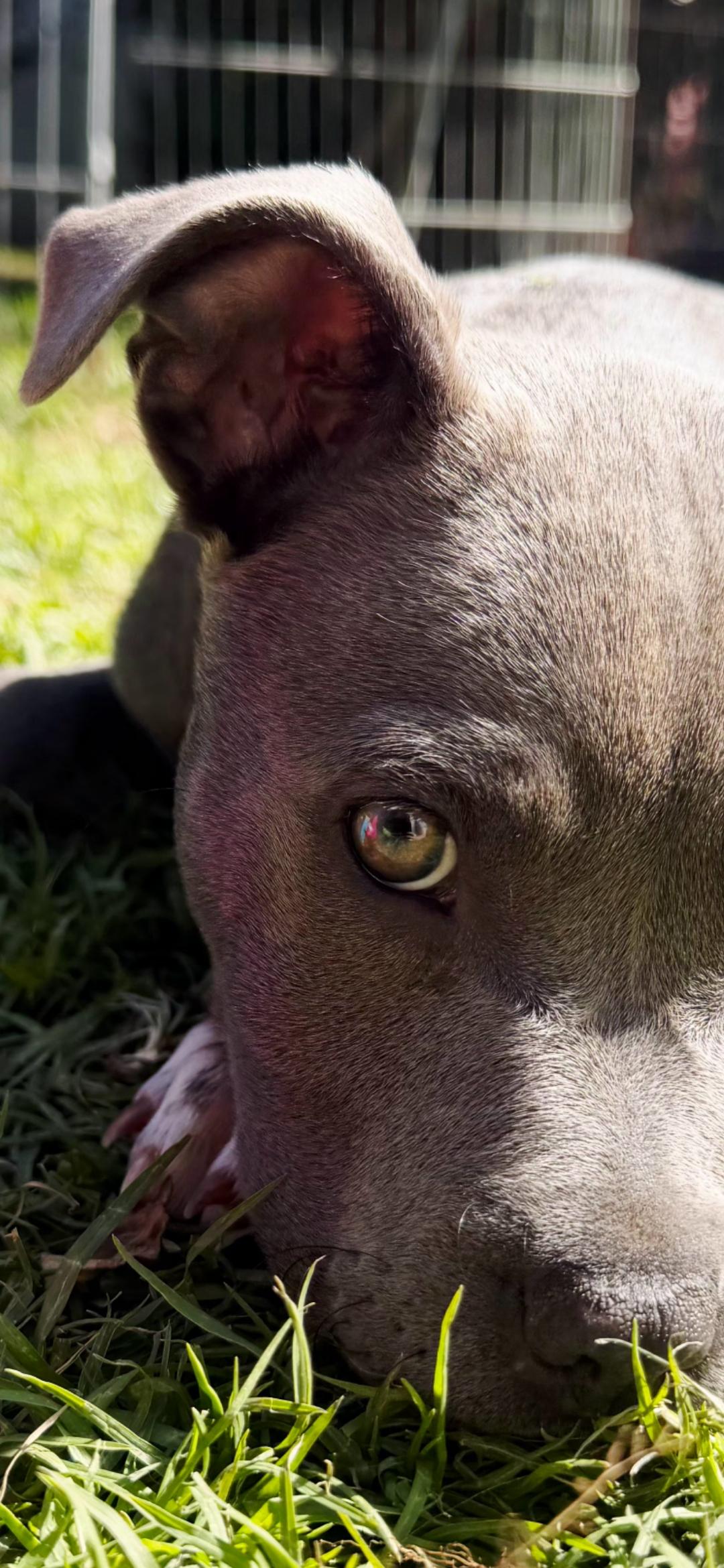Enlarge Jemm Sweetheart , a Adoptable Pit Bull Terrier in Huntington Beach, CA image 4/4