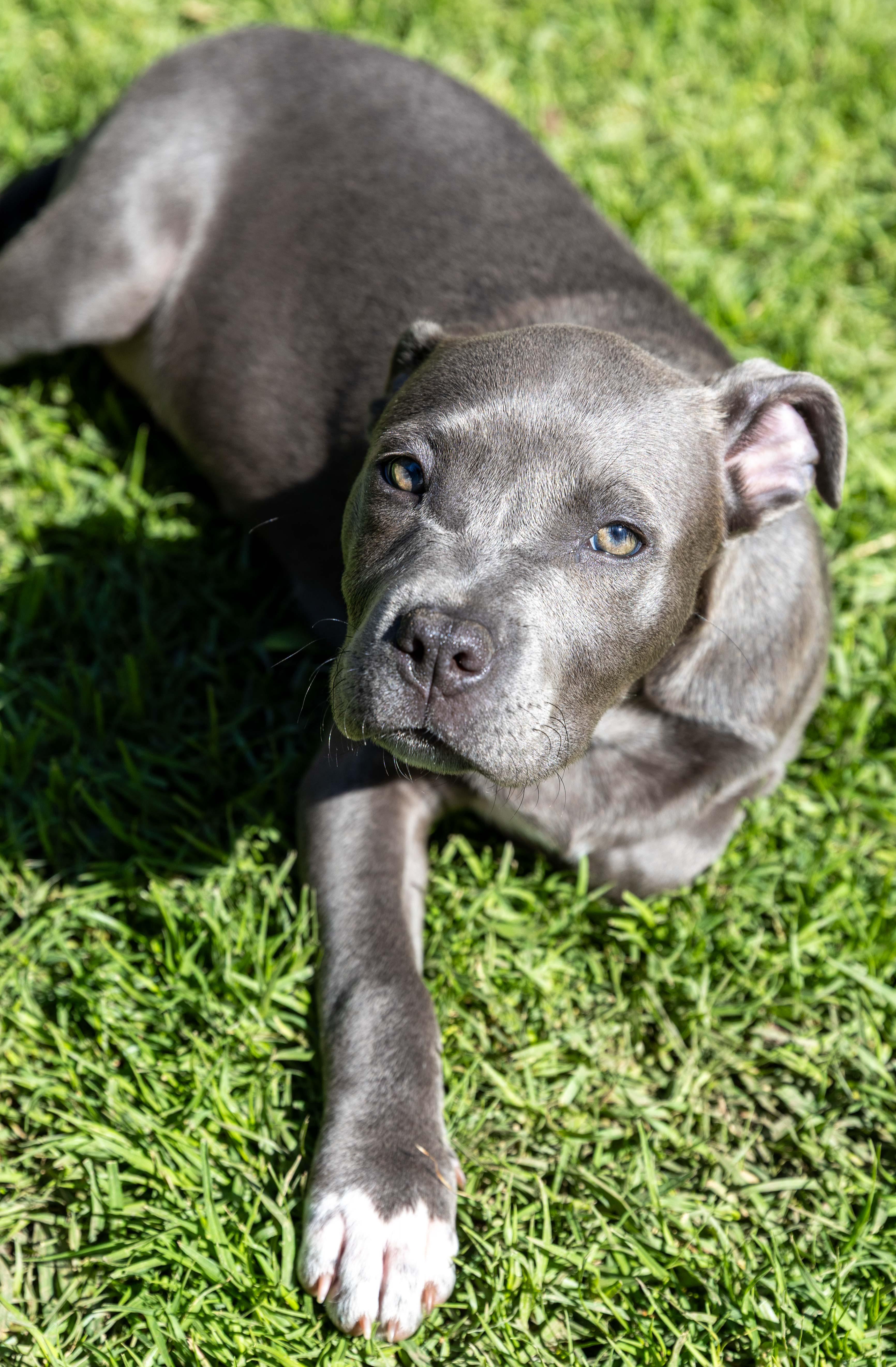 Enlarge Jemm Sweetheart , a Adoptable Pit Bull Terrier in Huntington Beach, CA image 3/4