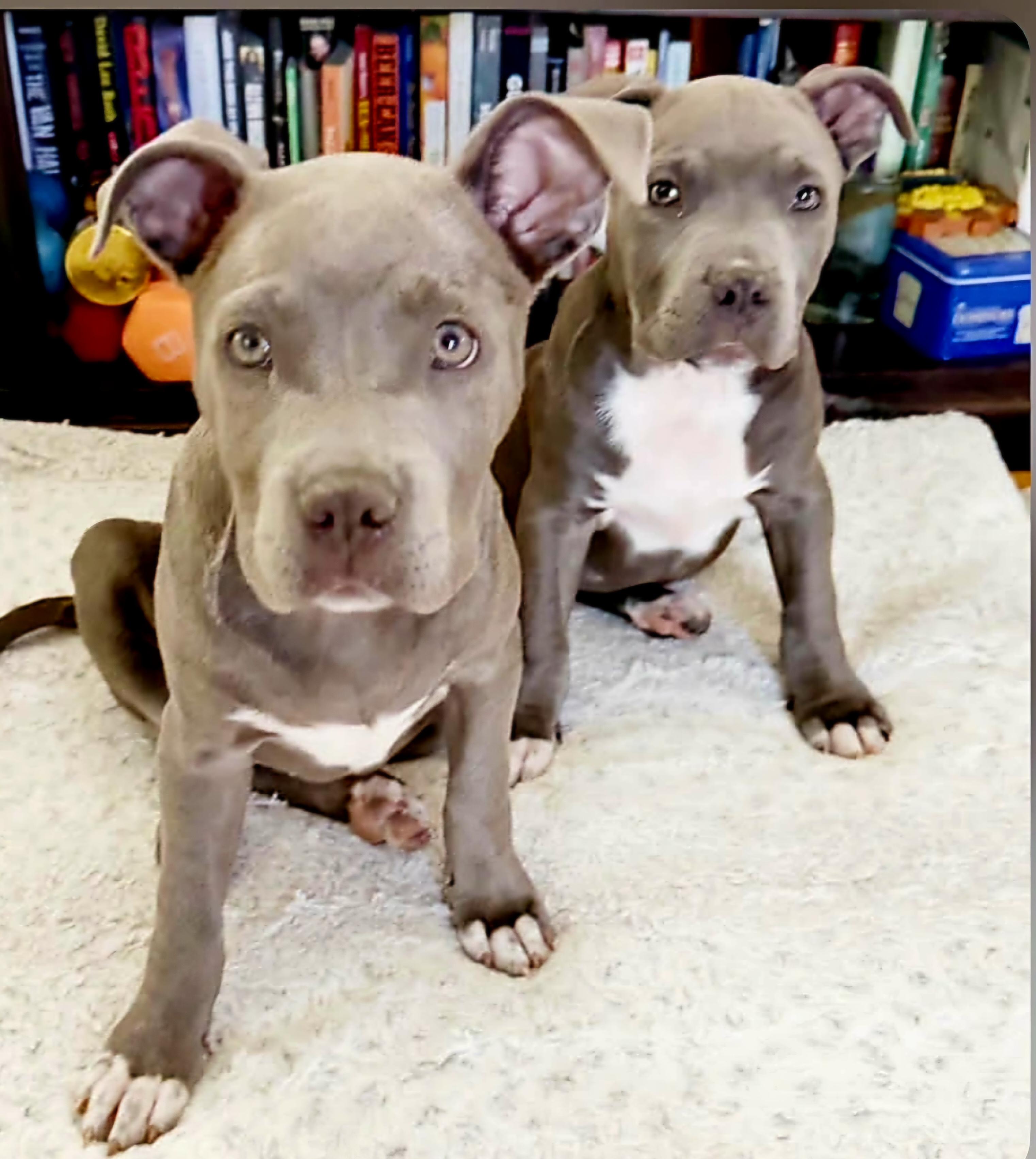 Enlarge Jemm Sweetheart , a Adoptable Pit Bull Terrier in Huntington Beach, CA image 2/4