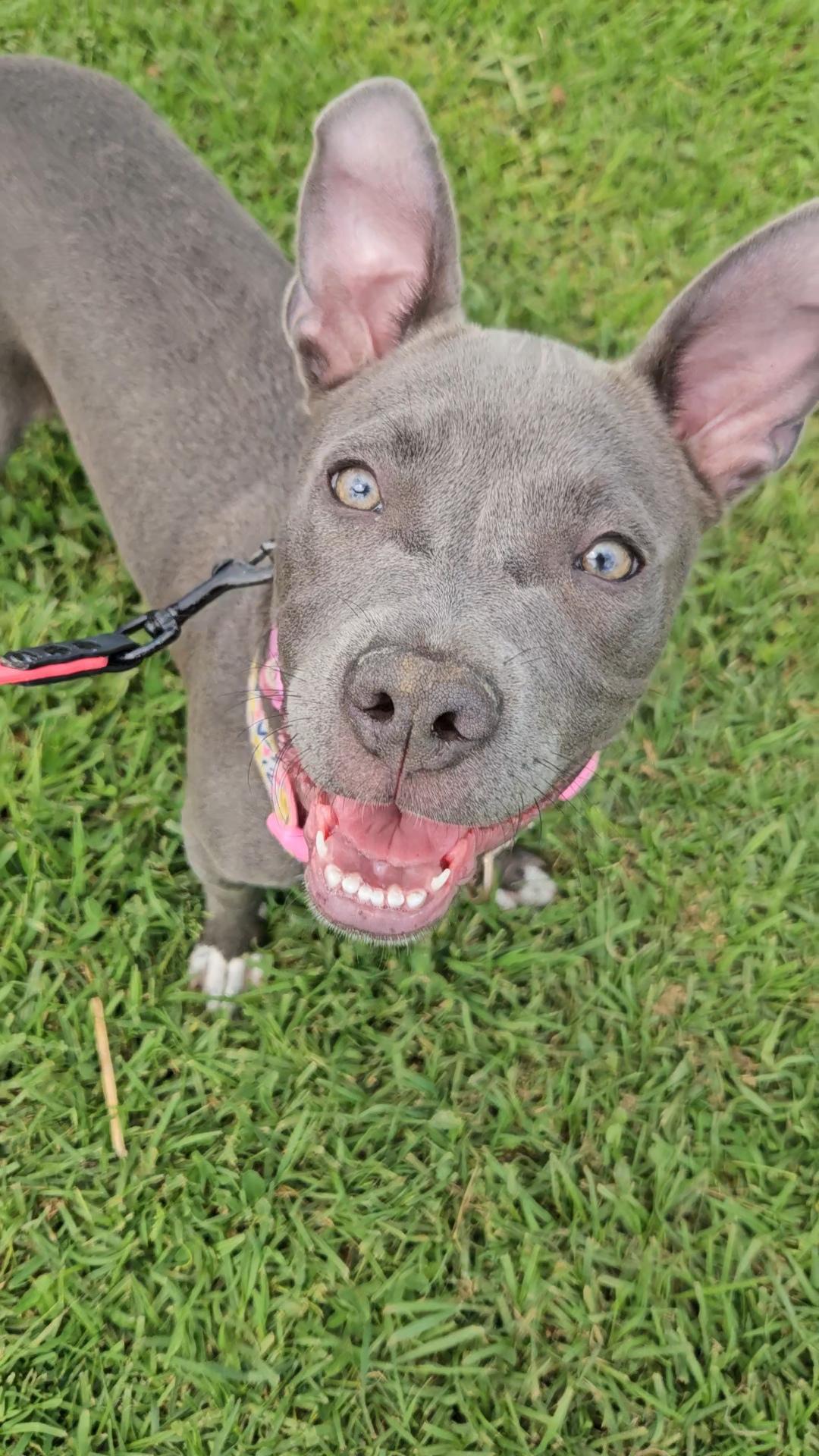 Jemm Sweetheart , Adoptable, Young Female Pit Bull Terrier.