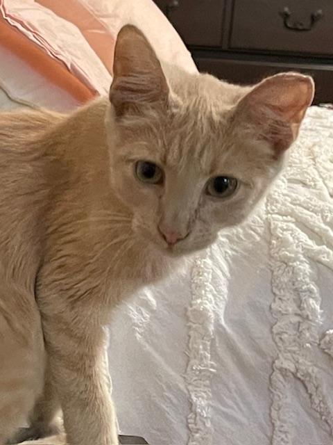 Perry, Adoptable, Young Male Domestic Short Hair.