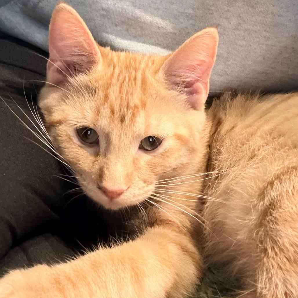 Enlarge Mango, a Adoptable Domestic Short Hair in Marion, IA image 1/2