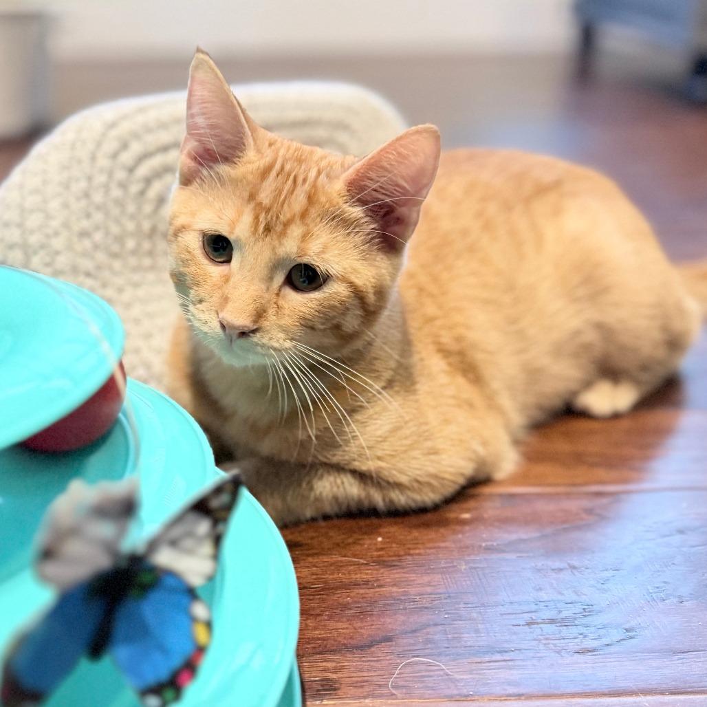 Enlarge Mango, a Adoptable Domestic Short Hair in Marion, IA image 2/2