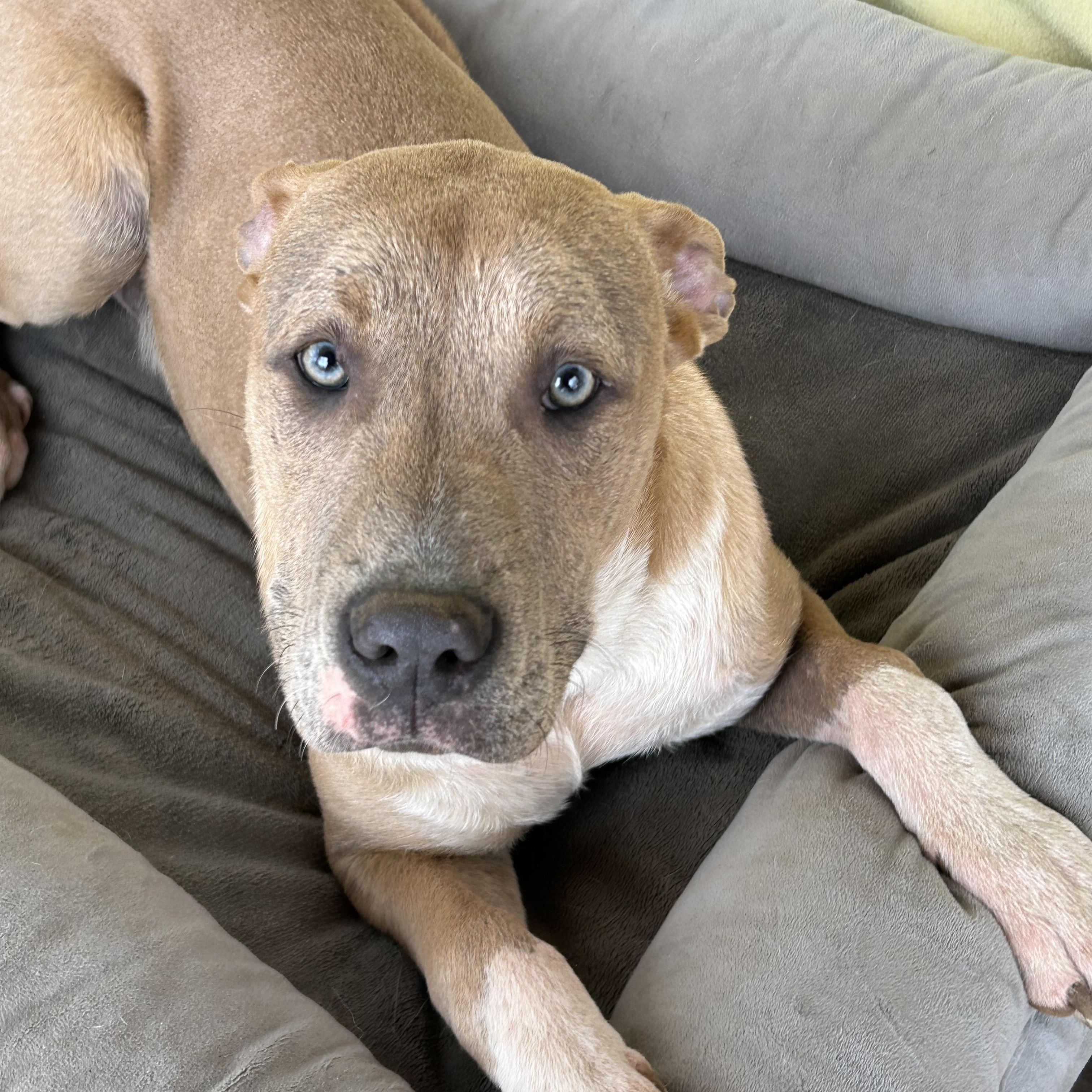 Fernando, adopted, Young Male American Bulldog & Great Dane.