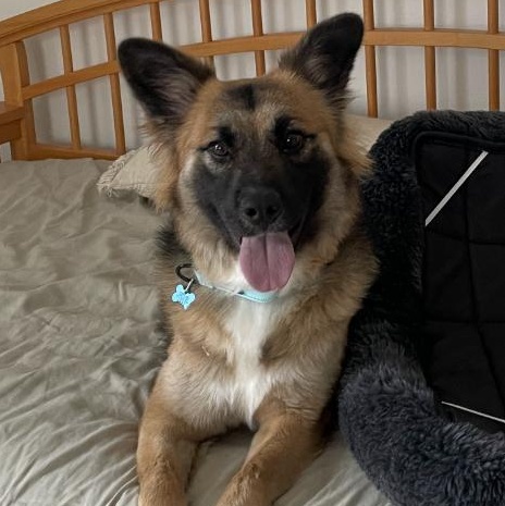 Sebastian, Adoptable, Puppy Male German Shepherd Dog.