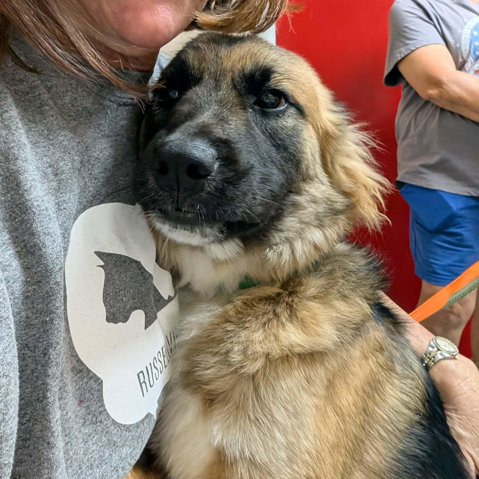 Sebastian, a Adoptable mixed breed in Hopkinton, MA image 6/6