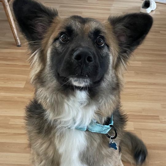 Sebastian, a Adoptable mixed breed in Hopkinton, MA image 3/6