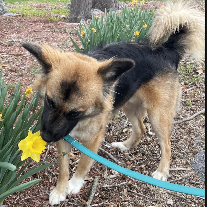 Sebastian, a Adoptable mixed breed in Hopkinton, MA image 2/6