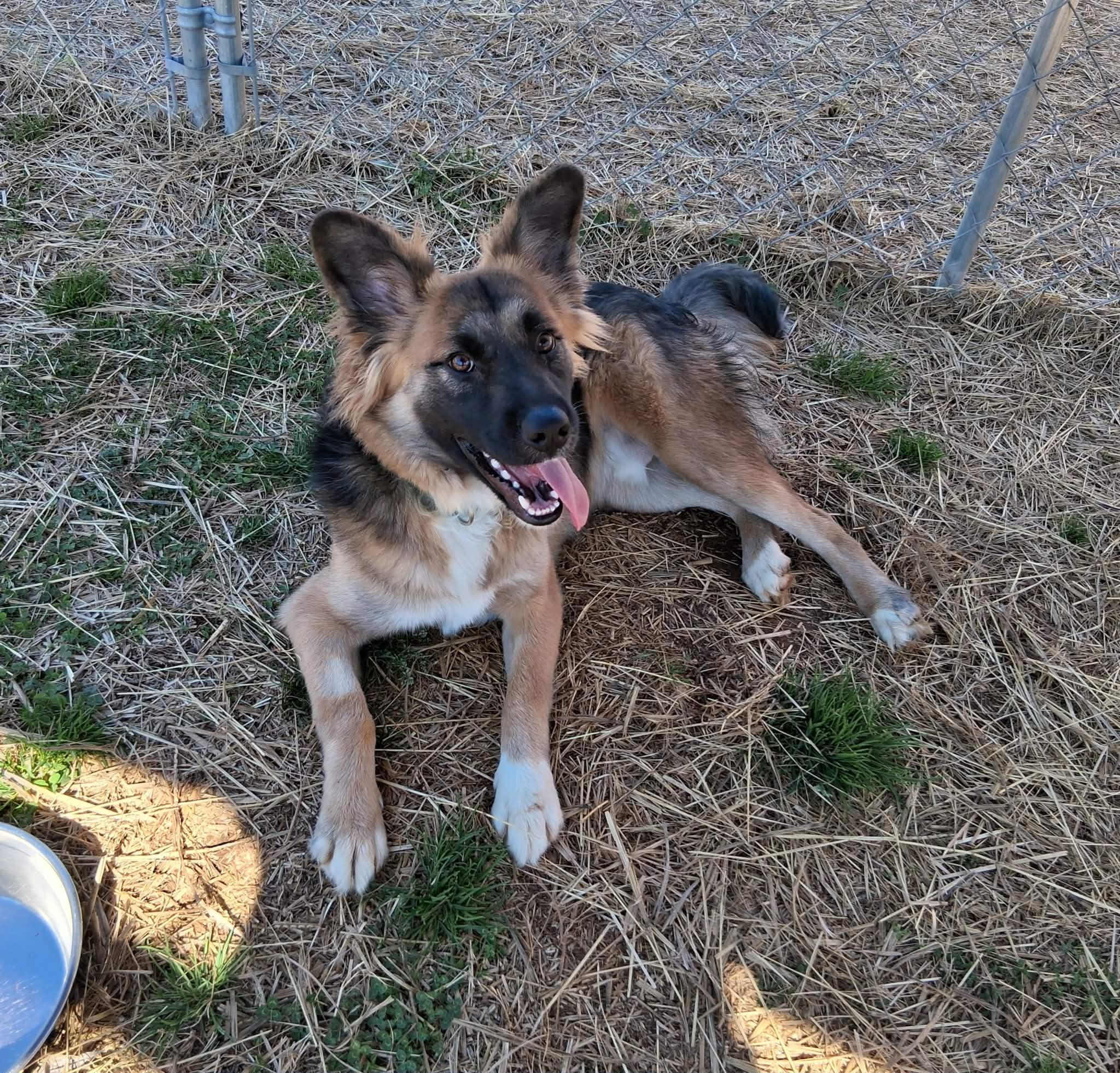 Sebastian, a Adoptable mixed breed in Hopkinton, MA image 5/6