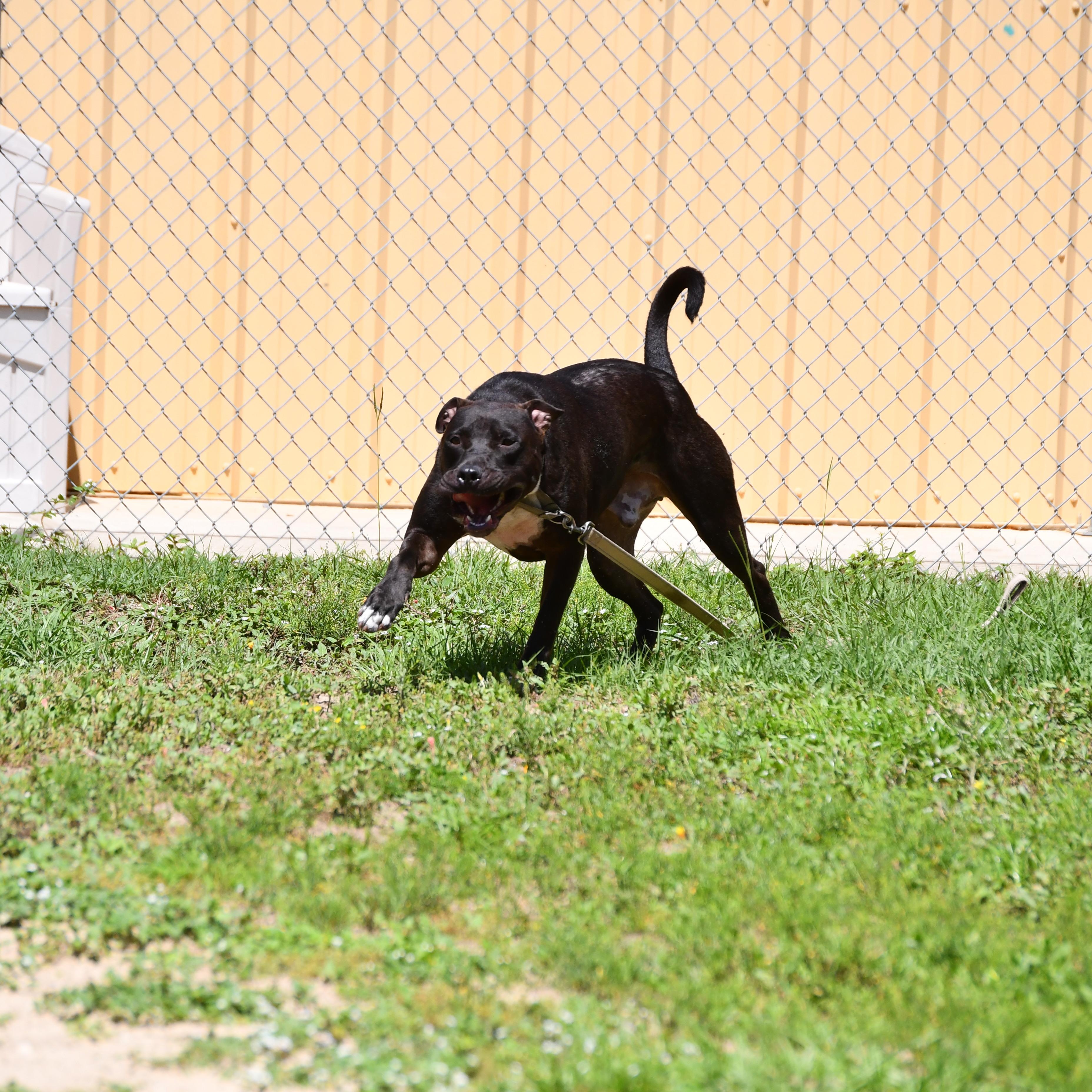 Gibbs, a ADOPTABLE mixed breed in Defuniak Springs, FL image 3/3