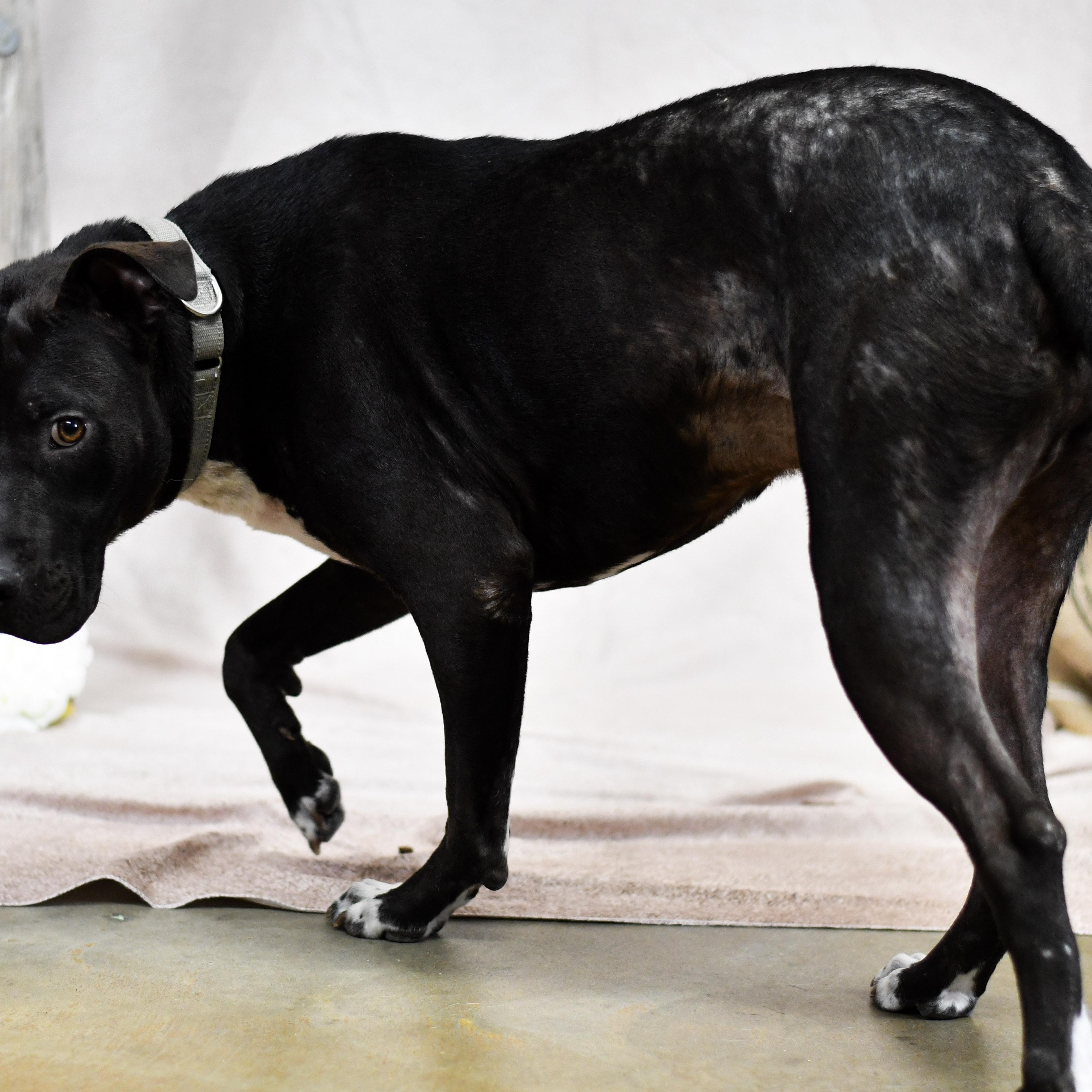 Gibbs, a ADOPTABLE mixed breed in Defuniak Springs, FL image 1/3