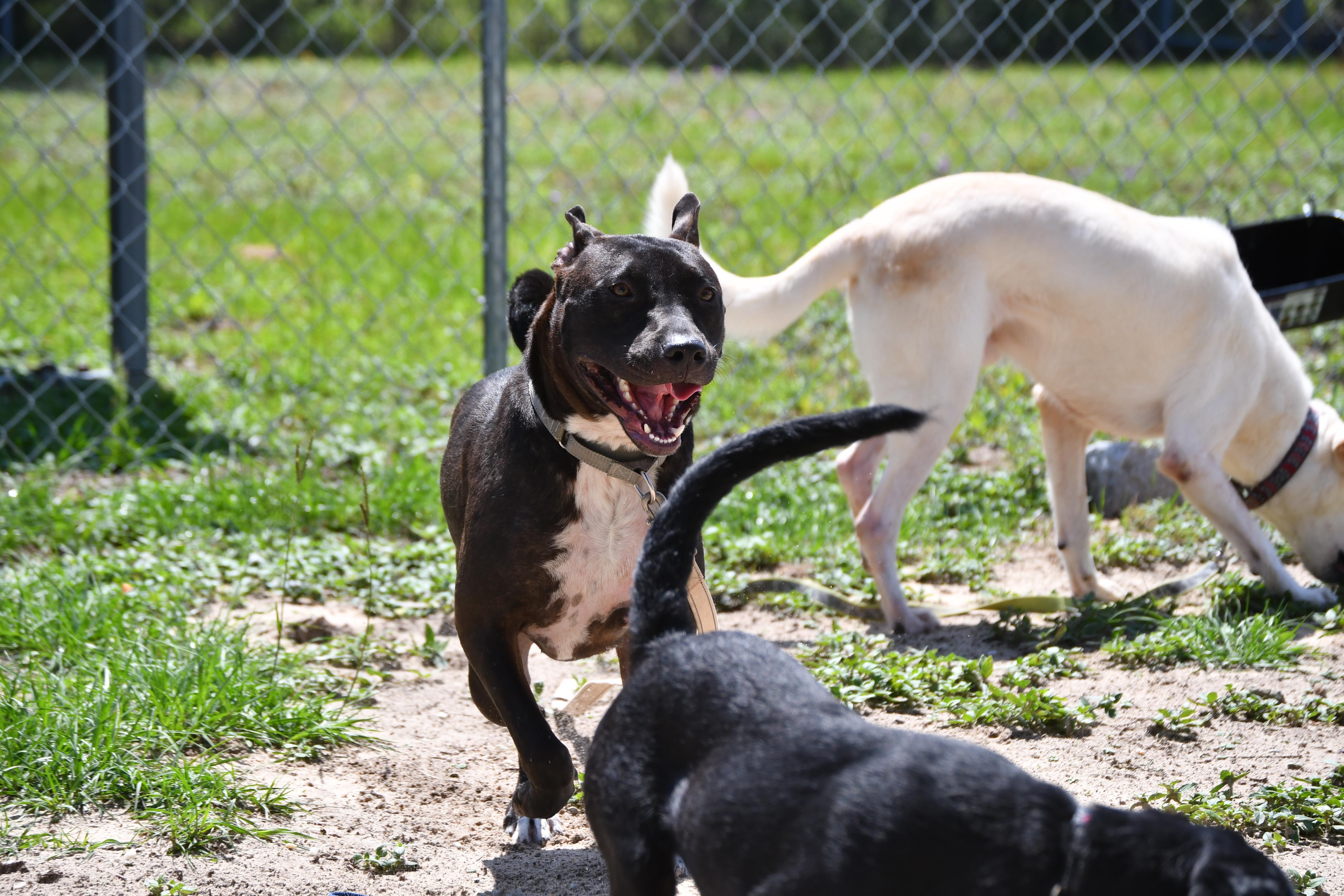 Gibbs, a ADOPTABLE mixed breed in Defuniak Springs, FL image 2/3