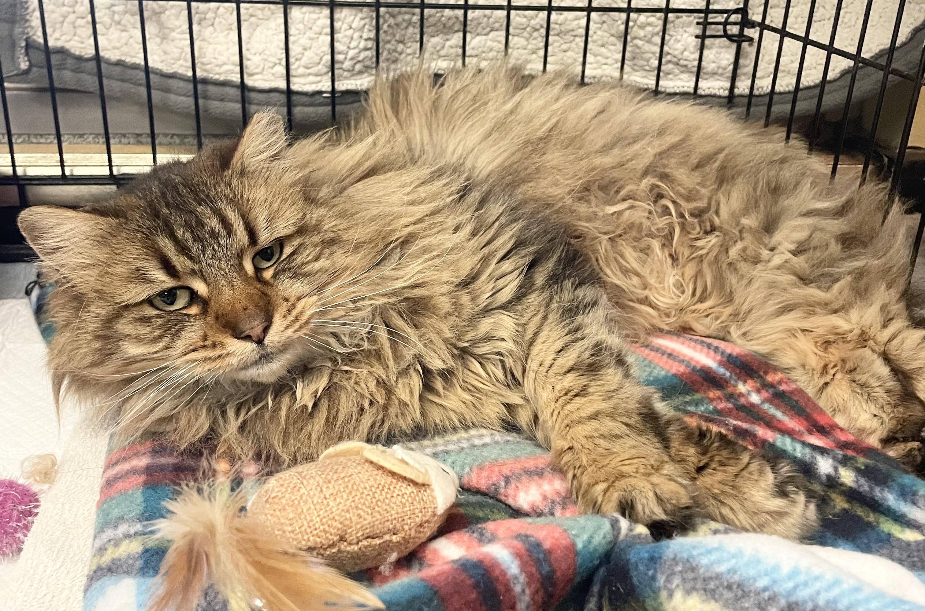 Enlarge Maddie, a ADOPTABLE Domestic Long Hair in Hudson, NY image 1/1