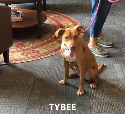 Enlarge Tybee, a ADOPTABLE mixed breed in Washington, GA image 4/4