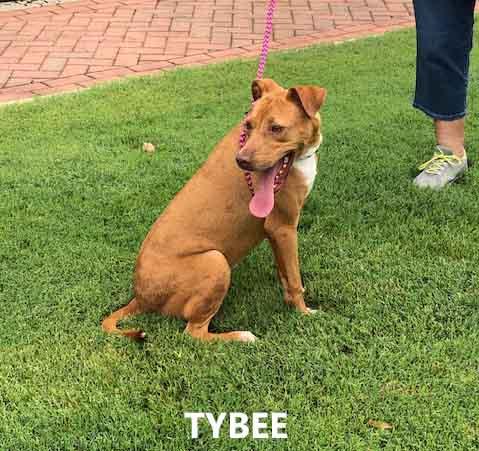 Enlarge Tybee, a ADOPTABLE mixed breed in Washington, GA image 3/4