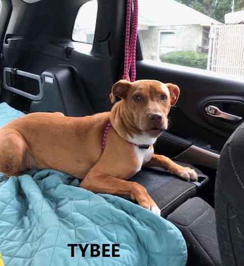 Enlarge Tybee, a ADOPTABLE mixed breed in Washington, GA image 2/4