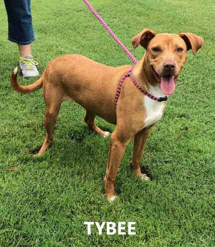 Enlarge Tybee, a ADOPTABLE mixed breed in Washington, GA image 1/4