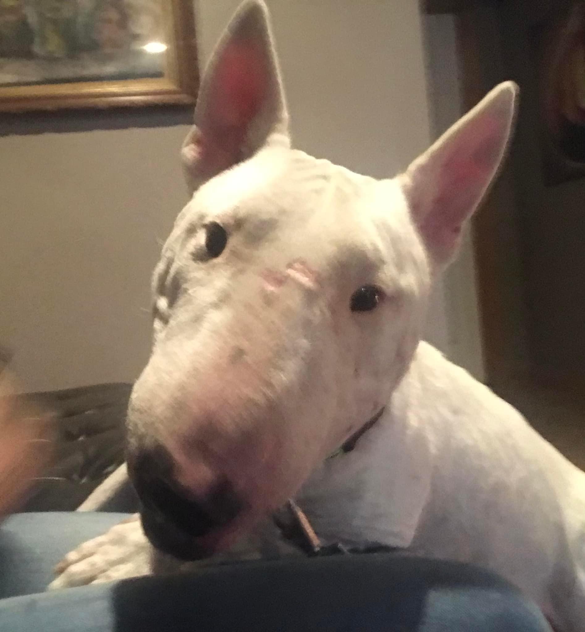 Enlarge 22-070 Wombat, a Adopted Bull Terrier in New York, NY image 1/1