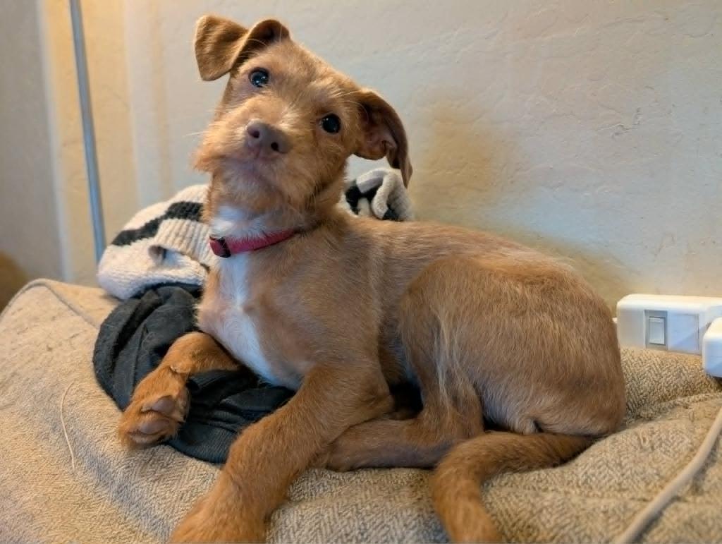 Marley, Adoptable, Puppy Male Mixed Breed.