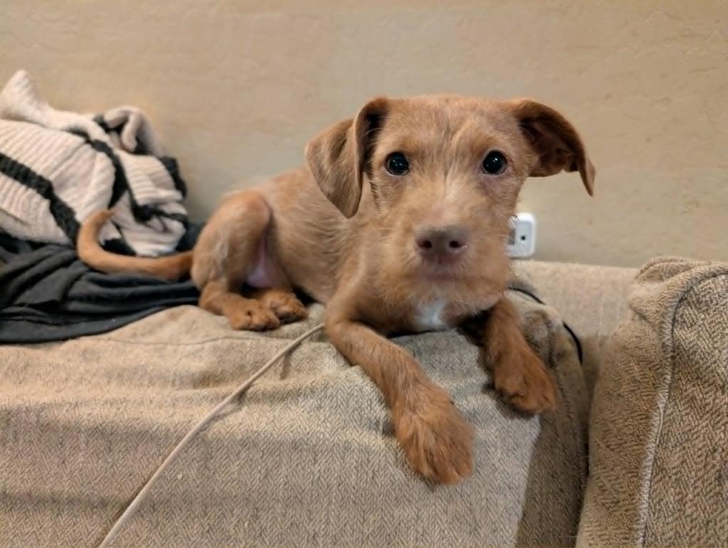 Marley, a Adoptable Mixed Breed in Mesa, AZ image 2/2