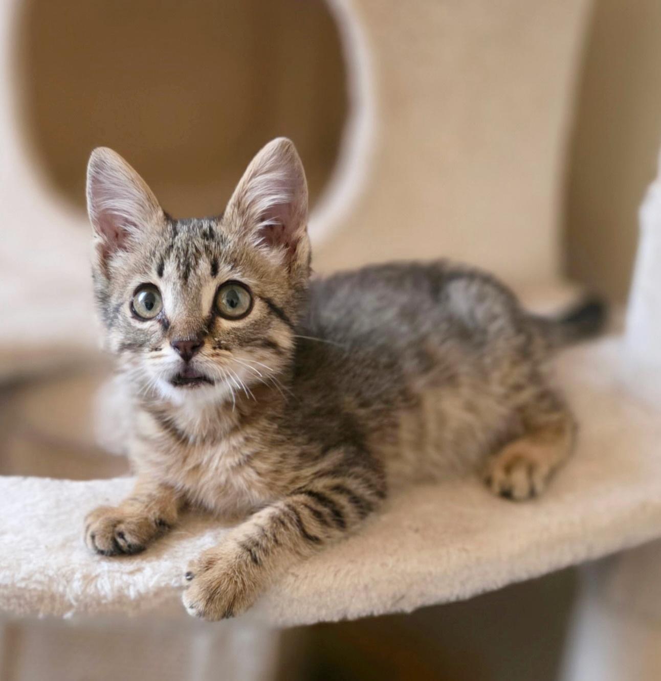 Ozzie, Adoptable, Kitten Female Domestic Short Hair.