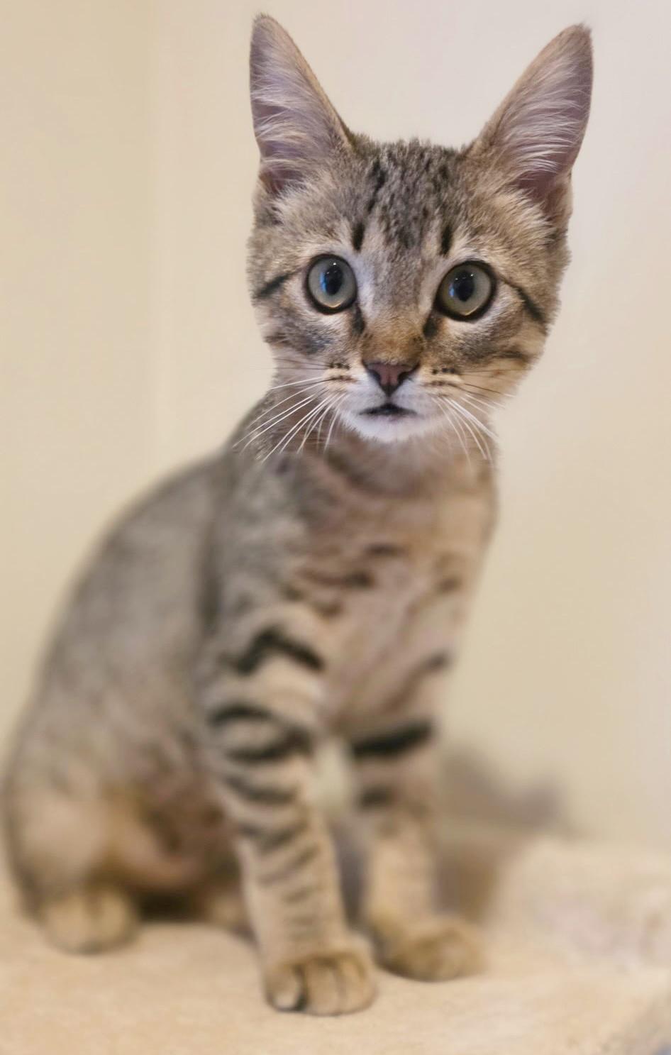 Enlarge Ozzie, a Adoptable mixed breed in Durango, CO image 1/4