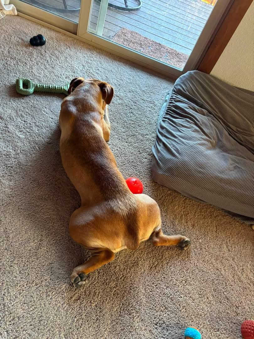 Enlarge Pepper, a Adoptable mixed breed in South Lake Tahoe, CA image 5/6