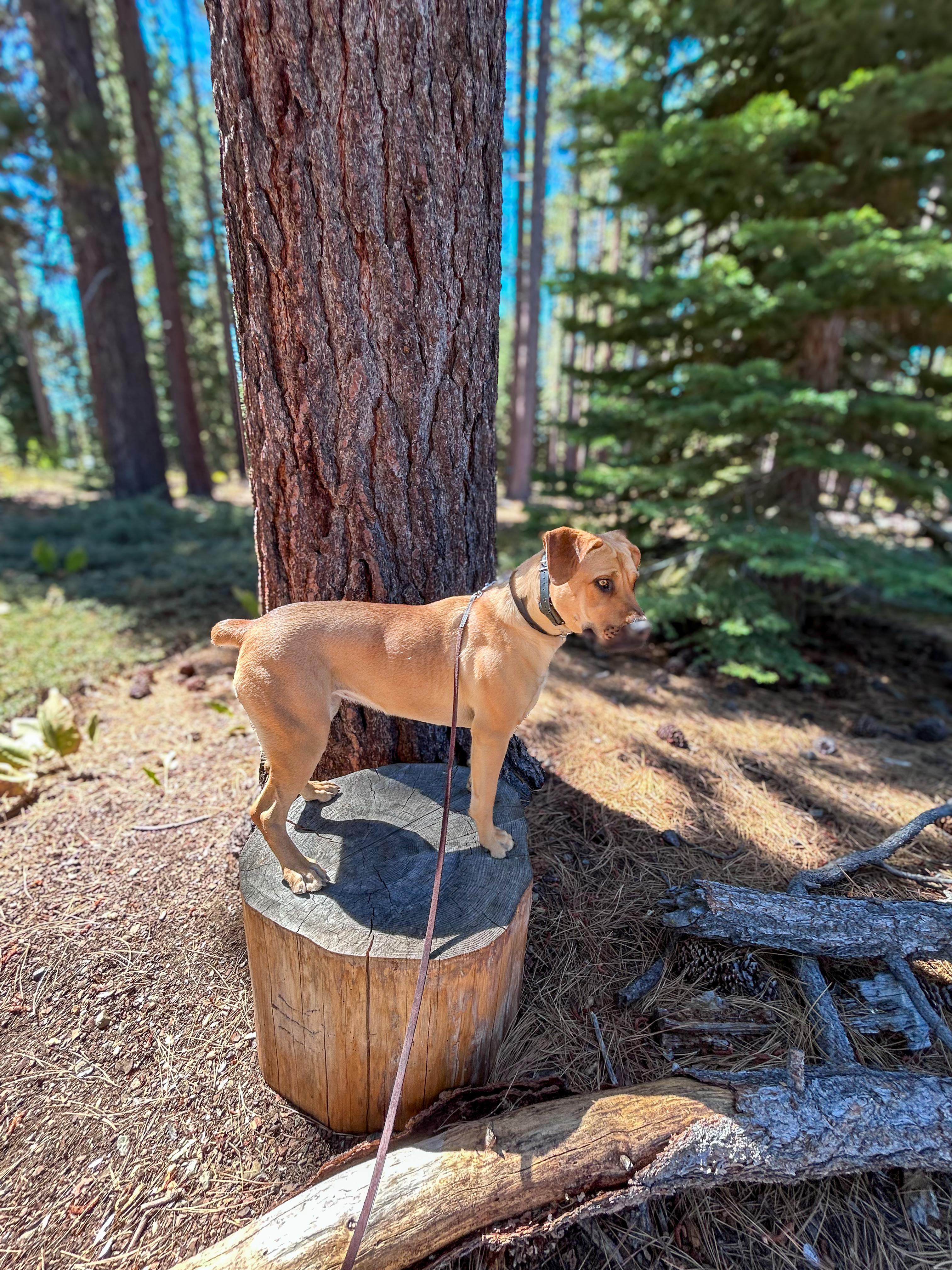 Enlarge Pepper, a Adoptable mixed breed in South Lake Tahoe, CA image 3/6