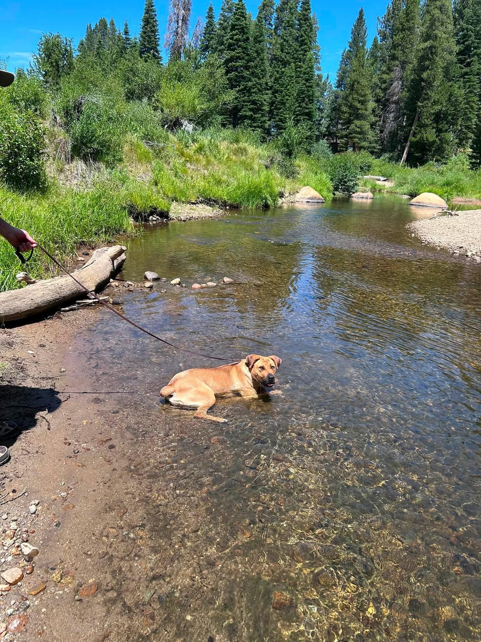 Enlarge Pepper, a Adoptable mixed breed in South Lake Tahoe, CA image 2/6