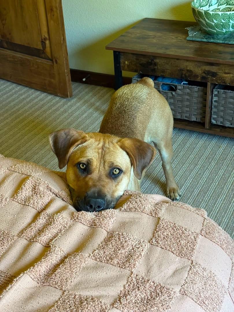 Enlarge Pepper, a Adoptable mixed breed in South Lake Tahoe, CA image 4/6