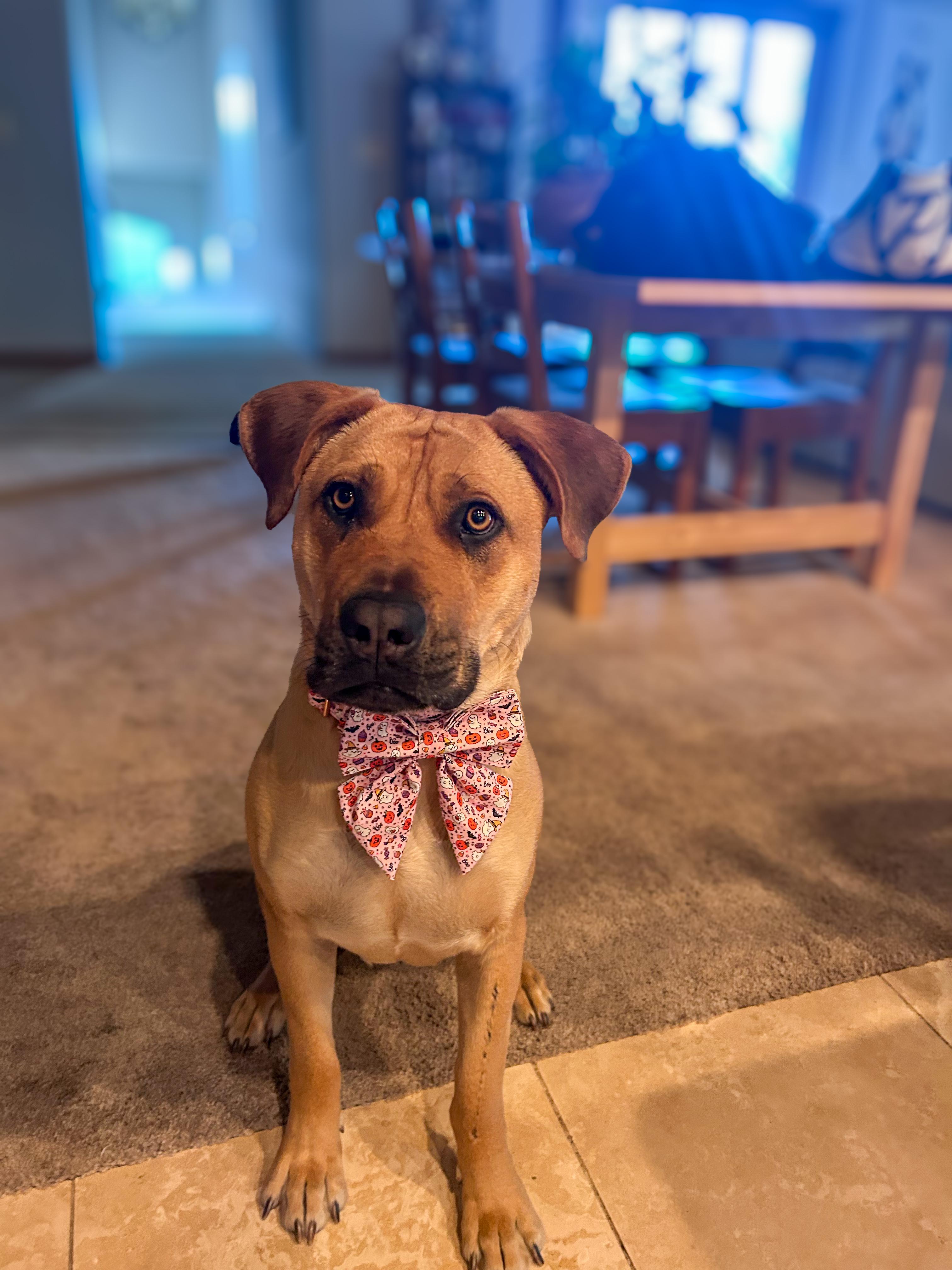 Enlarge Pepper, a Adoptable mixed breed in South Lake Tahoe, CA image 1/6