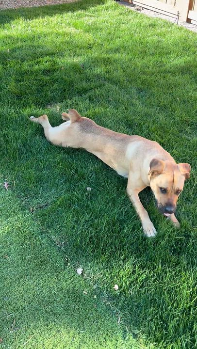 Enlarge Pepper, a Adoptable mixed breed in South Lake Tahoe, CA video 6/6