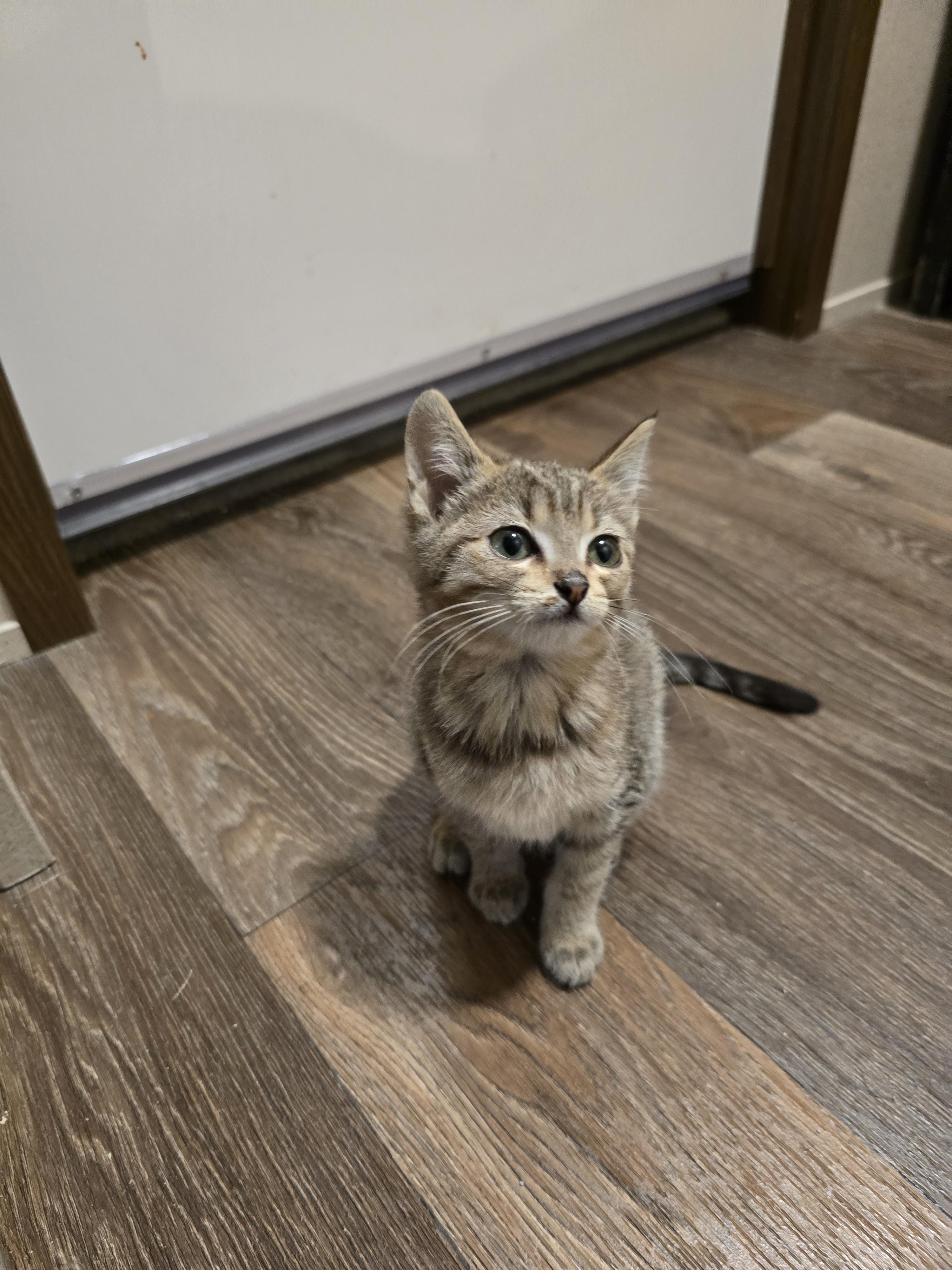 Enlarge Swan, a Adopted mixed breed in Ripley, TN image 1/4