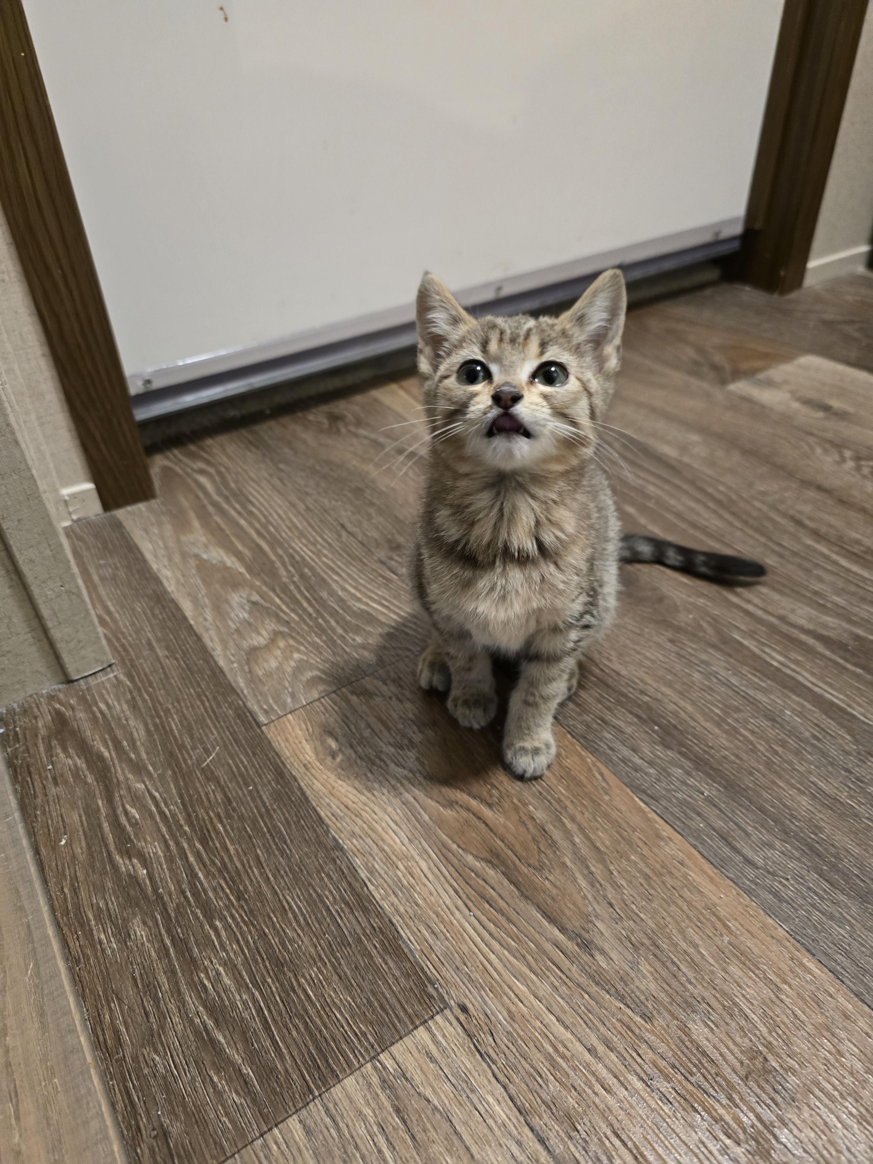 Enlarge Swan, a Adopted mixed breed in Ripley, TN image 2/4