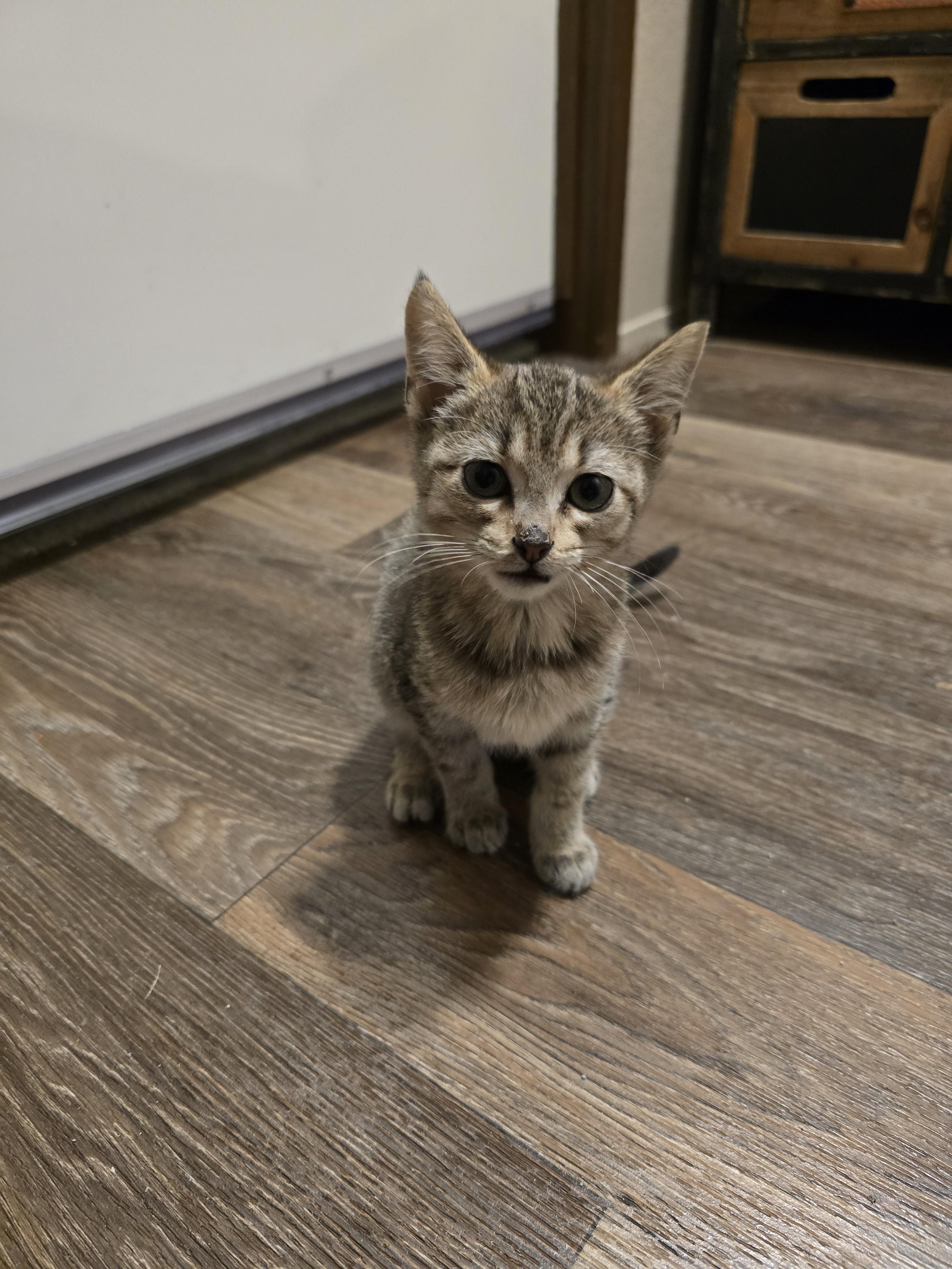 Swan, Adopted, Young Female Domestic Short Hair.