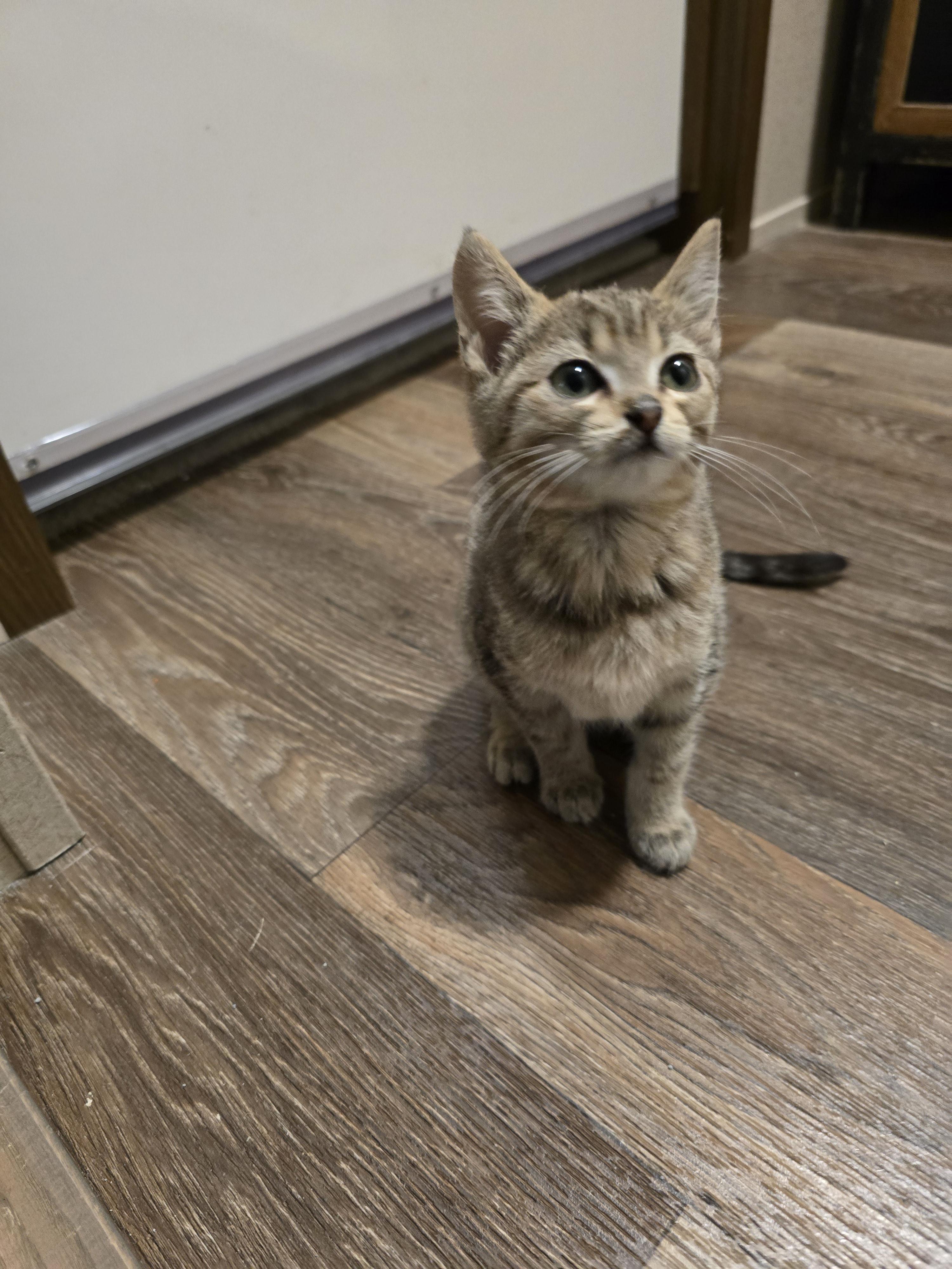 Enlarge Swan, a Adopted mixed breed in Ripley, TN image 4/4