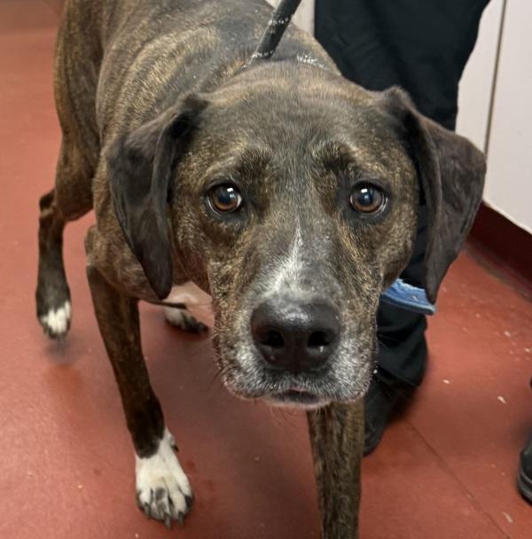 Enlarge Shiva, a Adoptable mixed breed in Salisbury, MD image 1/1