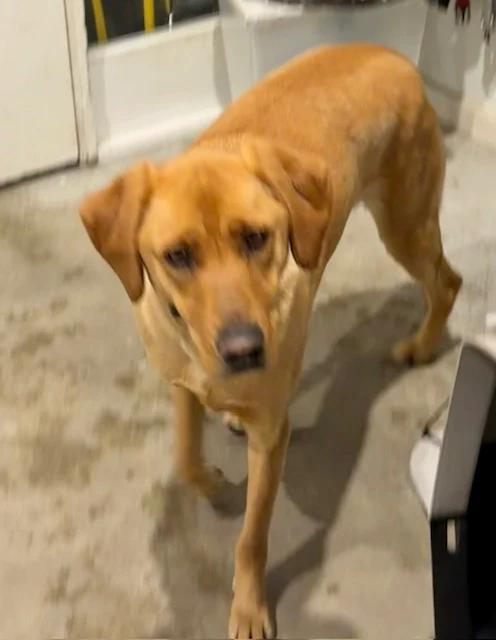 Enlarge Bailey, a ADOPTABLE Labrador Retriever in Pointe-Fortune, QC image 2/3