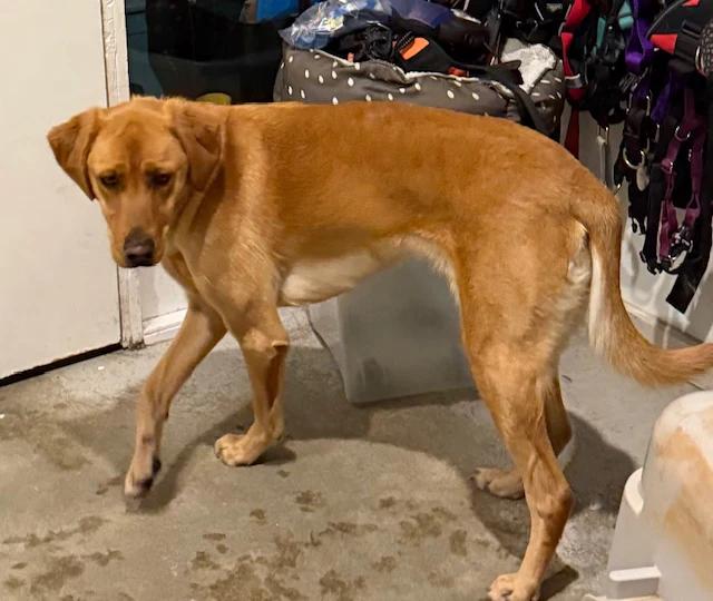 Enlarge Bailey, a ADOPTABLE Labrador Retriever in Pointe-Fortune, QC image 3/3