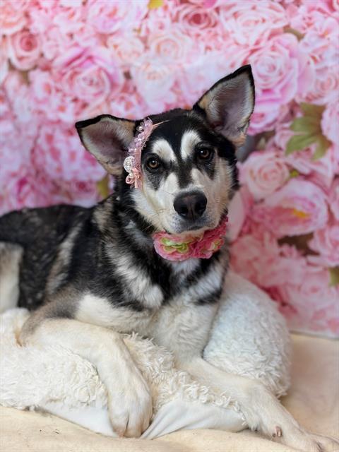 MONTANA, Adoptable, Adult Female Siberian Husky.