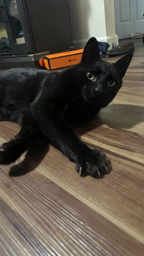 Puma-In Foster, Adoptable, Adult Male Domestic Short Hair.