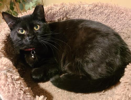 Enlarge Cece, a ADOPTABLE Domestic Short Hair in Lenhartsville, PA image 2/4