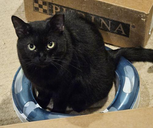 Enlarge Cece, a ADOPTABLE Domestic Short Hair in Lenhartsville, PA image 3/4