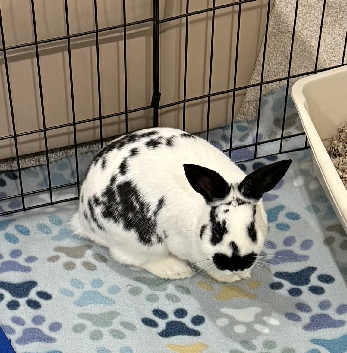 Enlarge Crew, a ADOPTABLE English Spot in Philadelphia, PA image 3/3