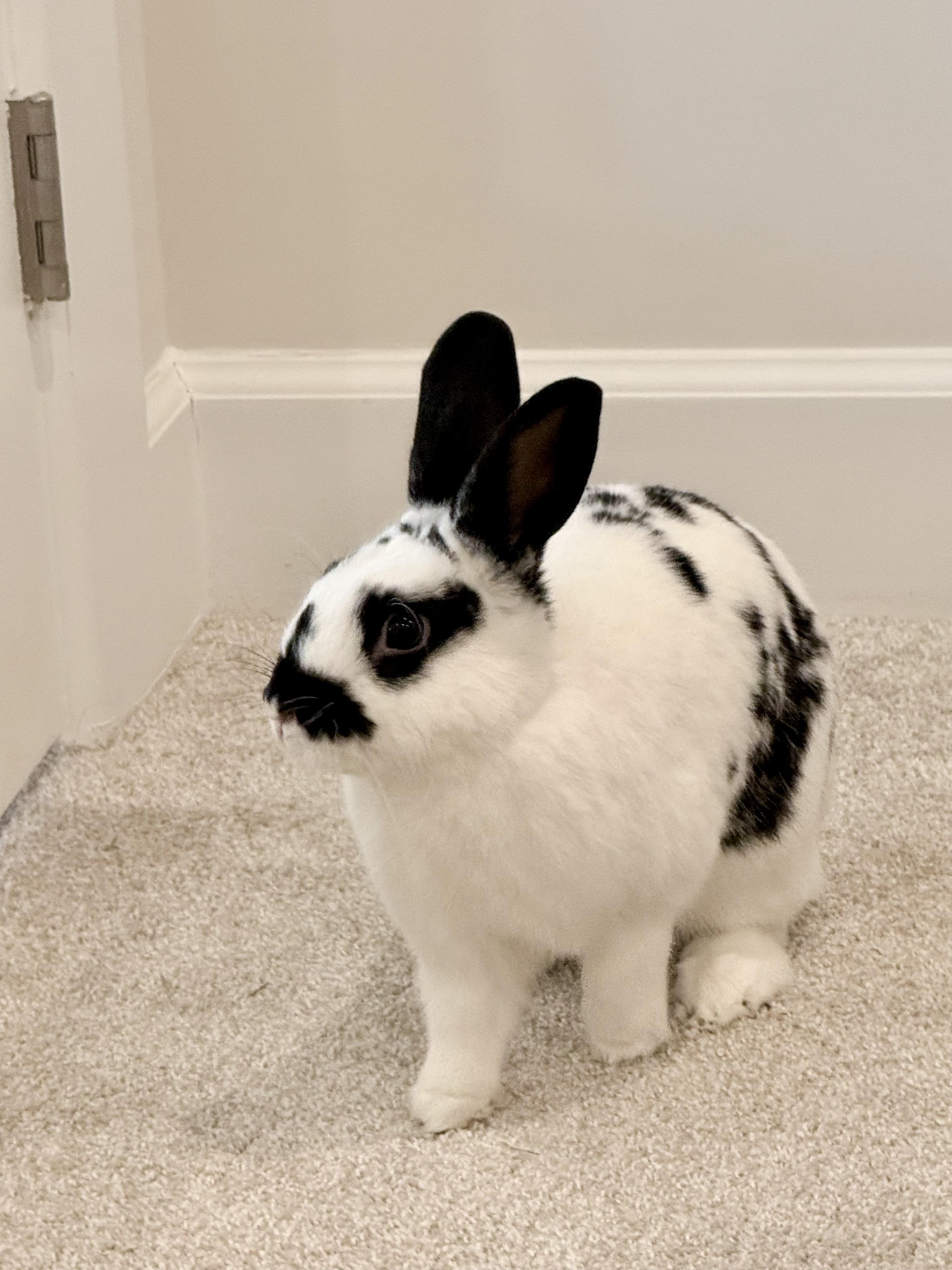 Enlarge Crew, a ADOPTABLE English Spot in Philadelphia, PA image 2/3